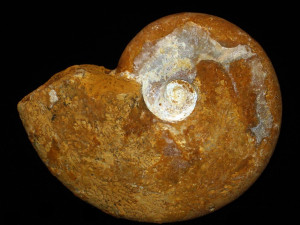 Lissoceras psilodiscus ( Schloenbach, 1865 )