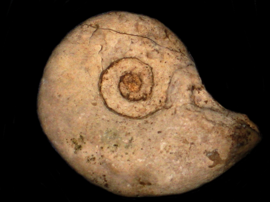 Lissoceratoides erato ( d'Orbigny, 1848 )