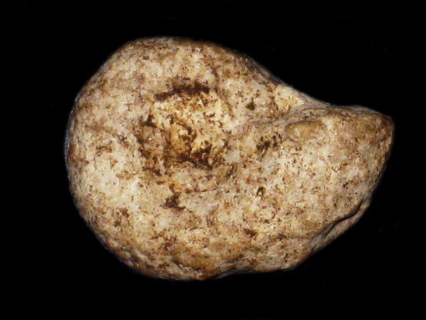 Lytoceras album ( Quenstedt, 1857 )