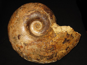 Lytoceras ( Megalytoceras ) confusum ( Buckman, 1905 )