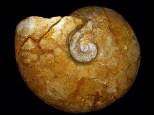 Macrocephalites ( Macrocephalites ) gracilis ( Spath, 1928 )