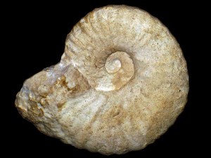 Mantelliceras saxbii ( Sharpe, 1857 )
