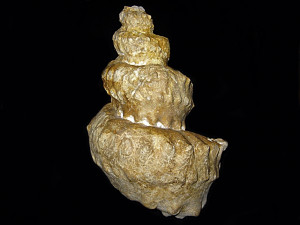 Mariella ( Wintonia ) brazoensis var. brazoensis ( Römer, 1849 )