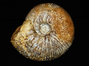 Morphoceras ( Morphoceras ) egrediens ( Wetzel, 1937 )