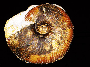 Morphoceras ( Morphoceras ) macrescens ( Buckman, 1923 )