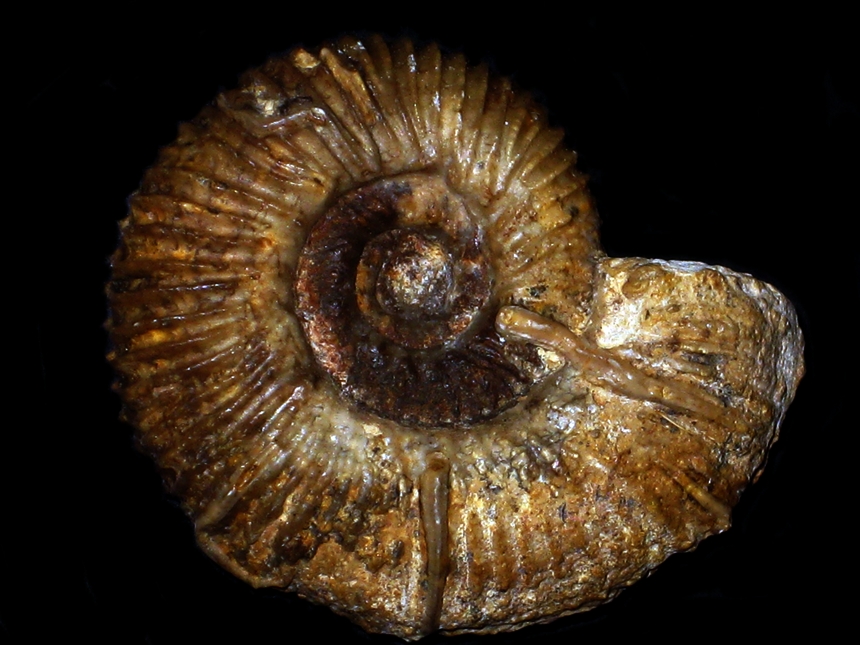 Morphoceras ( Ebrayiceras ) sulcatum ( Zieten, 1830 ) var. ocellatum ( Buckman, 1920 )