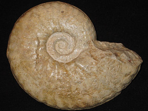 Mortoniceras ( Drakeoceras ) dellense ( Young, 1957 )