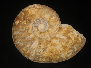 Mortoniceras ( Drakeoceras ) drakei ( Young, 1957 )