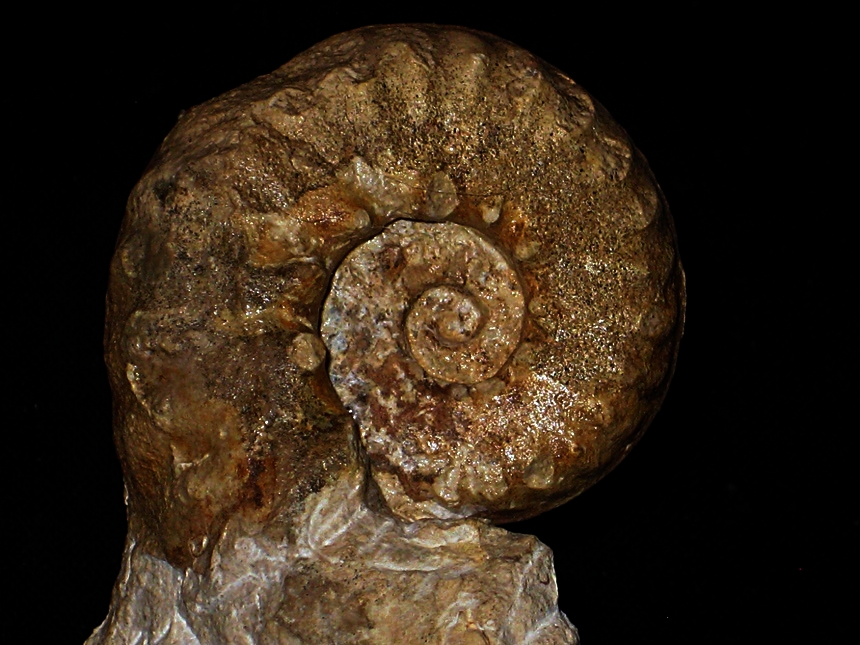 Paracragenites conlini ( Gale & Kennedy, 2020 )