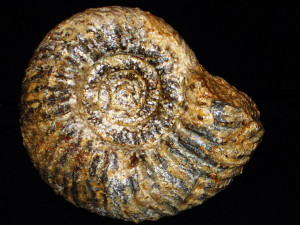 Parkinsonia ( Parkinsonia ) pachypleura ( Buckman, 1925 )