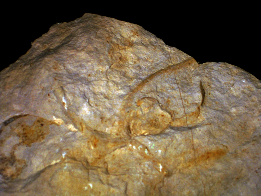 Ophiomusium gagnebini ( Thurmann, 1851 )