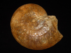 Oppelia bajociensis ( Favre,1912 )