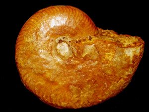 Oppelia subcostata ( Buckman, 1881 )