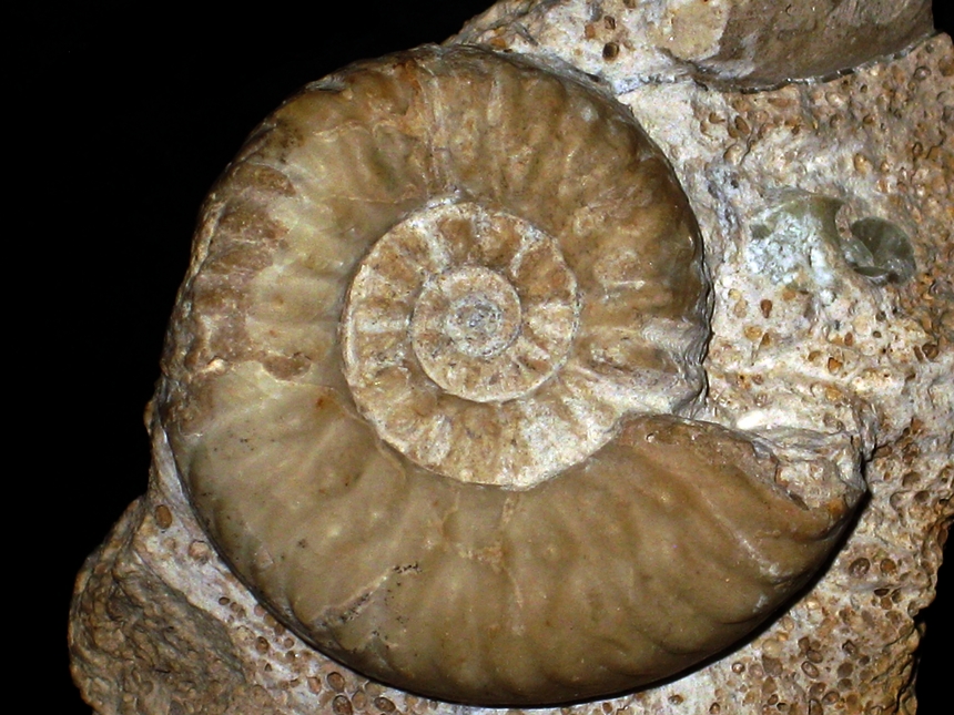 Hecticoceras ( Orbignyiceras ) trezeense ( Gérard & Contaut, 1936 )