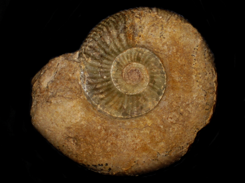 Orionoides pseudorion ( Waagen, 1873 )