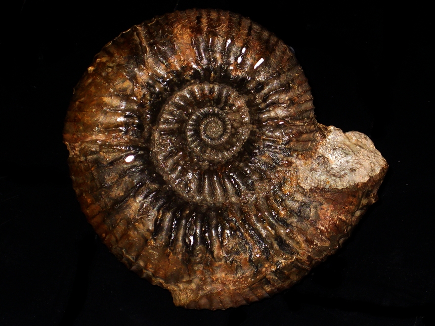 Orthogarantiana schroederi ( Bentz, 1924 )