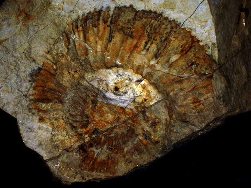 Orthosphinctes ( Orthosphinctes ) laufenensis ( Siemiradzki, 1898 )