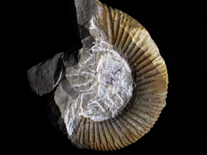 Orthosphinctes ( Orthosphinctes ) polygyratus ( Reinecke, 1818 )