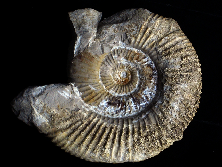 Orthosphinctes ( Orthosphinctes ) polygyratus ( Reinecke, 1818 )