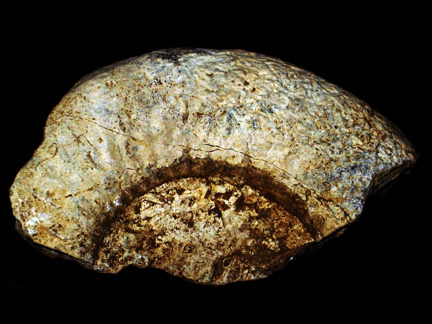 Orthosphinctes ( Pseudorthosphinctes ) suevicus ( Siemiradzki, 1898 )