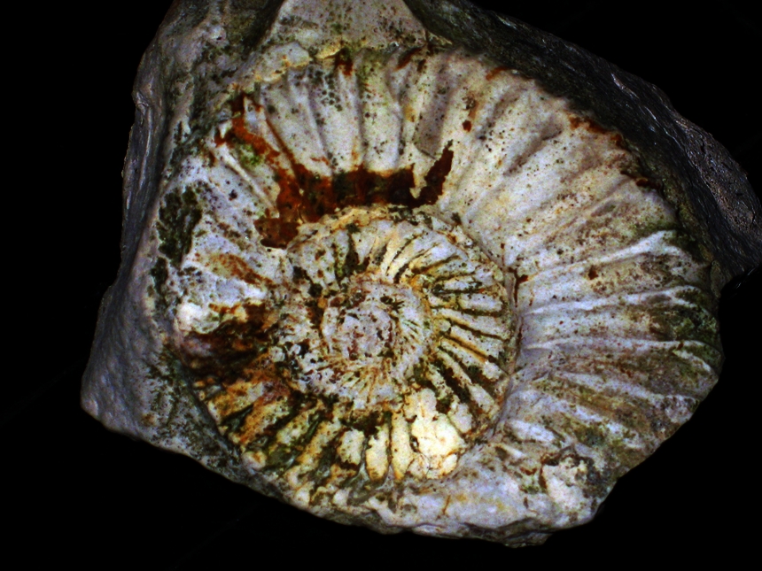 Orthosphinctes ( Orthosphinctes ) tiziani ( Oppel,1863 ) )