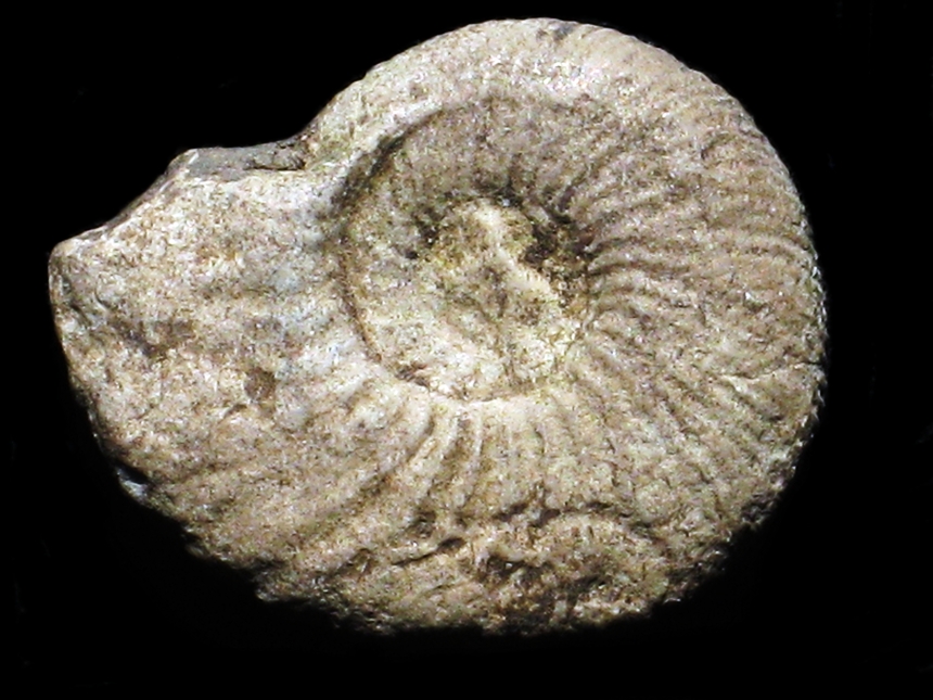 Orthosphinctes ( Orthosphinctes ) virgulatus ( Quenstedt, 1858 )