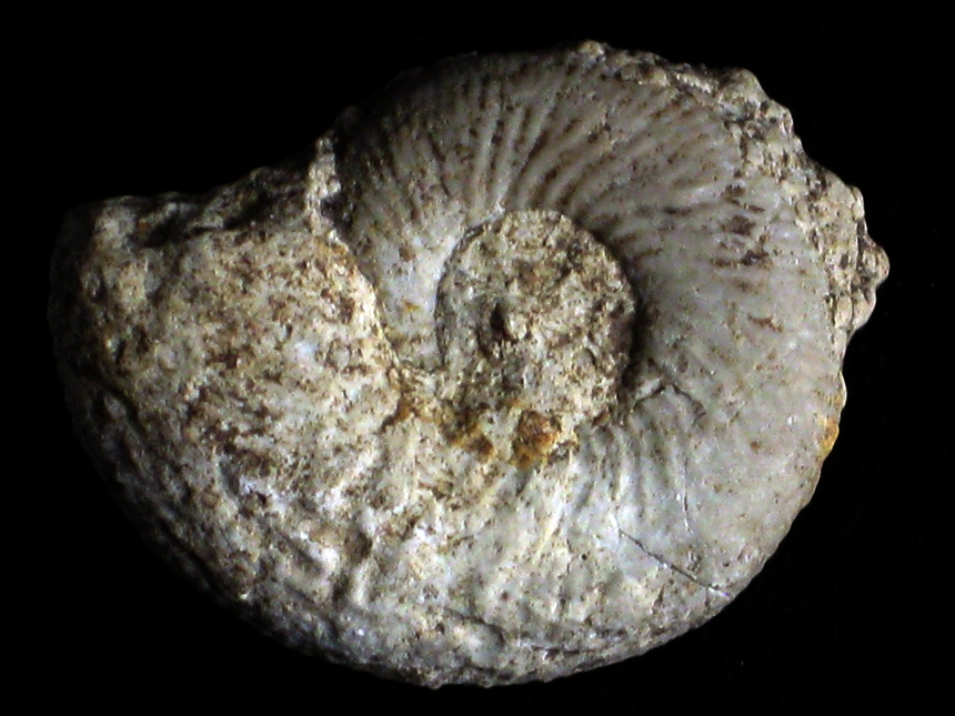 Orthosphinctes ( Orthosphinctes ) virgulatus ( Quenstedt, 1858 )