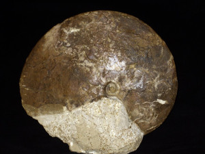 Oxycerites orbis ( Giebel, 1852 )