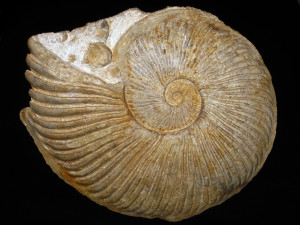 Oxytropidoceras ( Oxytropidoceras ) powelli ( Young, 1966 )