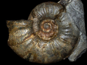 Sonninia ( Papilliceras ) mesacanthum ( Waagen, 1867 )