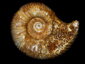 Paragarantiana alticosta ( Wetzel, 1911 )