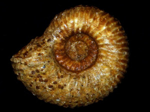 Paragarantiana ipfensis ( Dietze et al., 2002 )