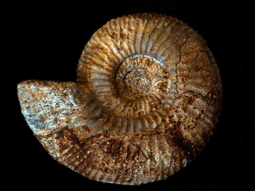 Paragarantiana sullyensis ( Fernandez-Lopez & Pavia, 2016 )