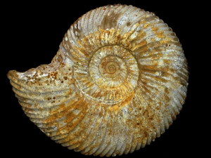 Parkinsonia ( Durotrigensia ) clapense ( Maubeuge, 1951 )