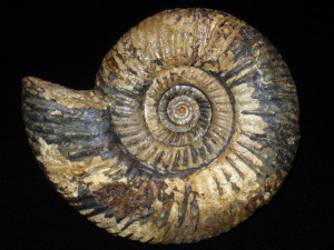 Parkinsonia ( Parkinsonia ) pachypleura ( Buckman, 1925 )