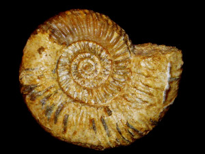 Parkinsonia ( Gonolkites ) convergens ( Buckman, 1925 )