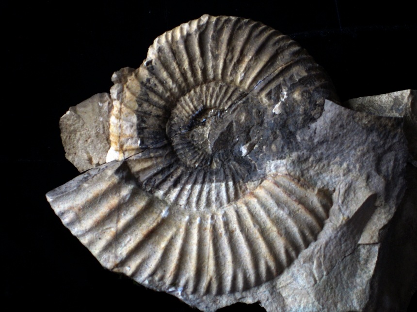 Perisphinctes ( Dichotomoceras ) bifurcatus ( Quenstedt, 1847 )