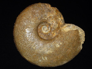 Planammatoceras planiforme ( Buckman, 1922 )