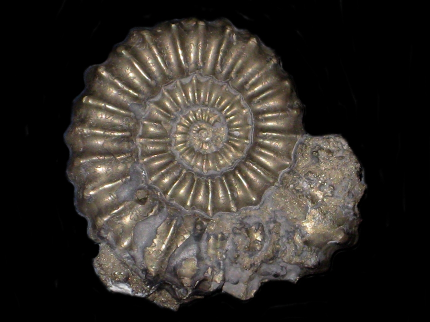 Platypleuroceras caprarium ( Quenstedt, 1856 )