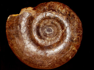 Procerites ( Lobosphinctes ) subprocerus ( Buckman, 1892 )