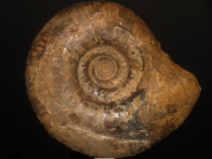 Procerites ( Lobosphinctes ) subprocerus ( Buckman, 1892 )