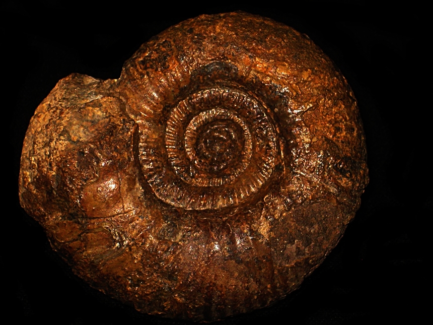 Procerites ( Procerites ) imitator ( Buckman, 1922 )