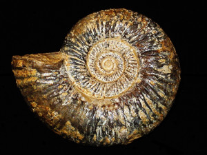 Procerites ( Procerites ) imitator ( Buckman, 1922 )