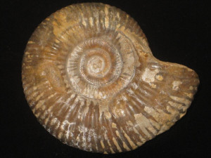 Procerites ( Procerites ) schloenbachi ( de Grossouvre, 1907 )