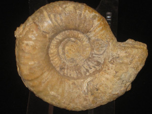 Procerites ( Siemiradzkia ) aurigera ( Oppel, 1857 )
