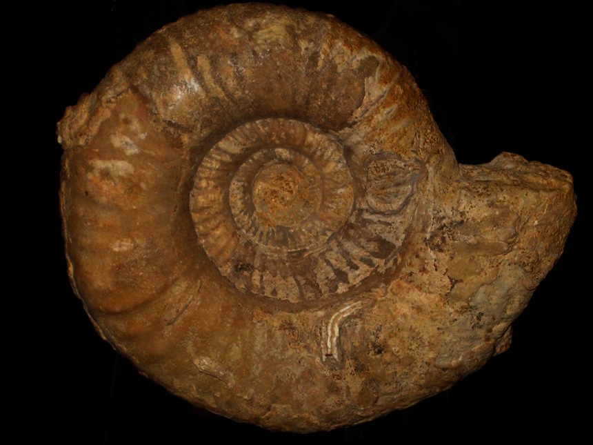 Procerites ( Siemiradzkia ) aurigera ( Oppel, 1857 )