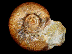 Procerites ( Siemiradzkia ) matisconensis ( Lissajous, 1923 )