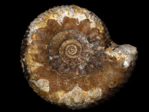 Teloceras ( Pseudoteloceras ) boursicoti ( Pavia & Fernandez-Lopez, 2016 )