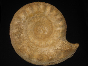 Teloceras ( Pseudoteloceras ) croisillense ( Pavia & Fernandez-Lopez, 2016 )