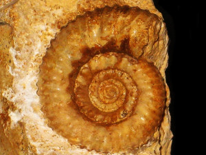 Teloceras ( Pseudoteloceras ) croisillense ( Pavia & Fernandez-Lopez, 2016 )